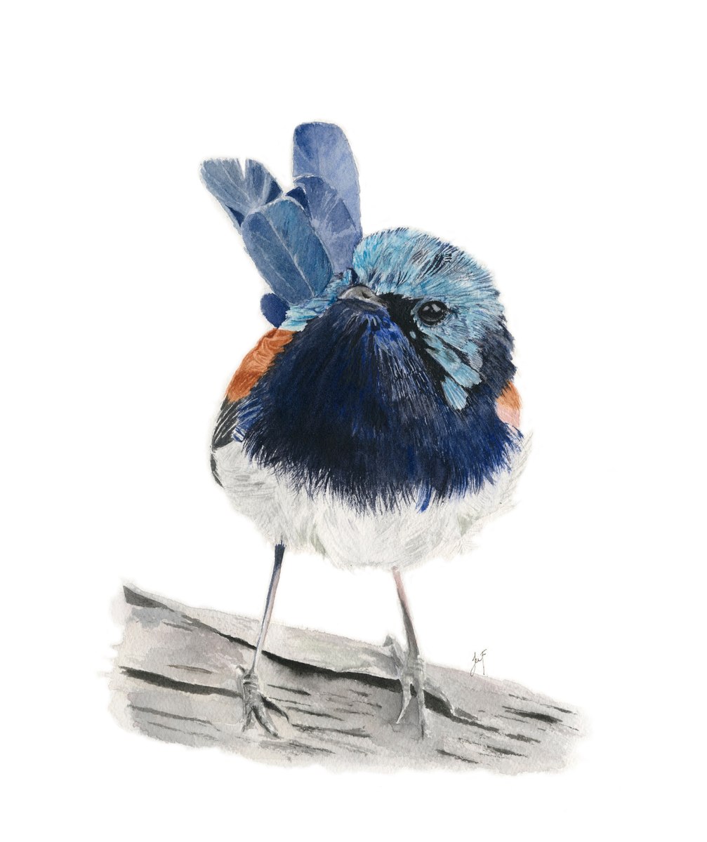 Watercolour painting of a superb fairy-wren perched on driftwood