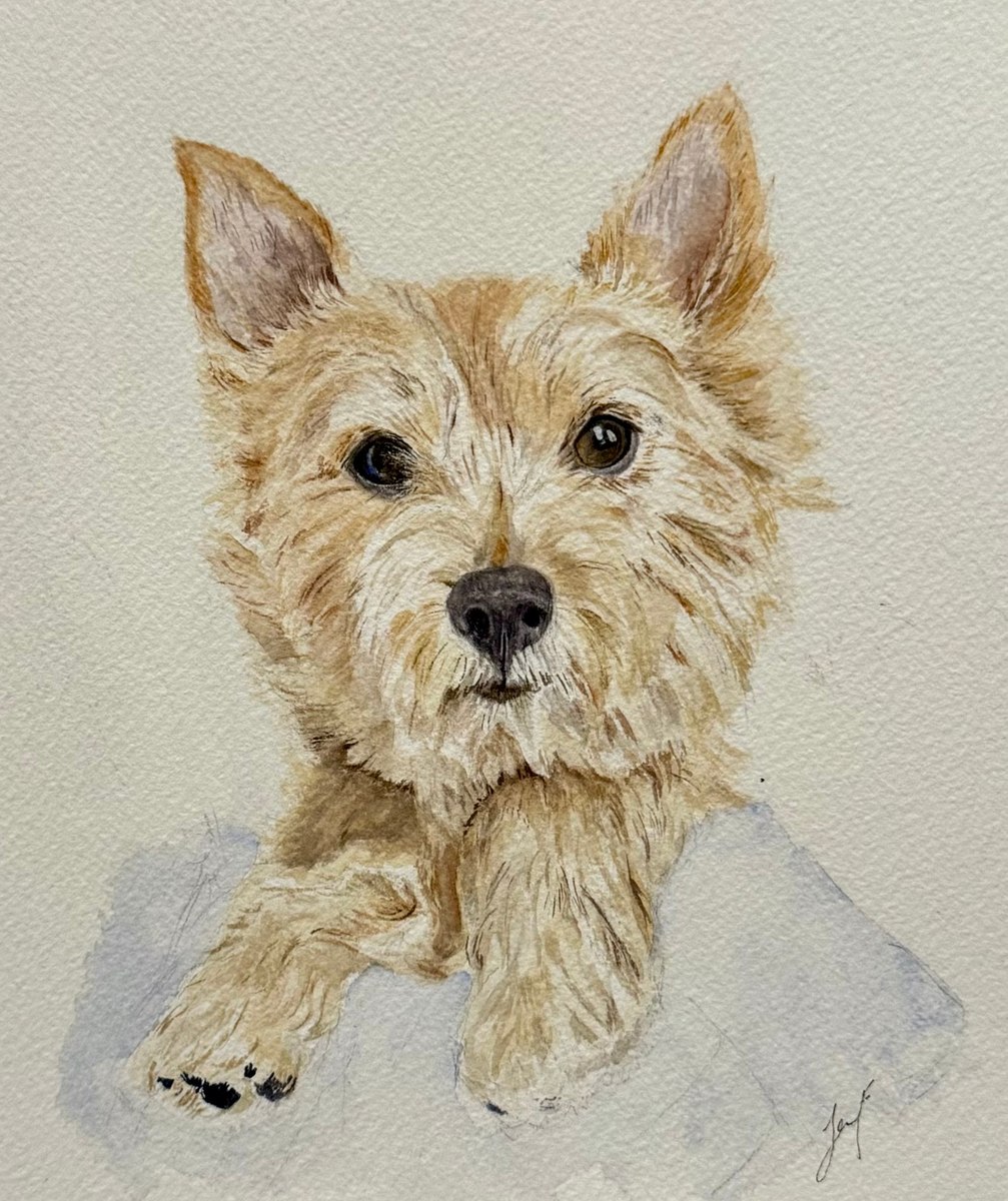 Watercolour pet portrait of a shaggy terrier resting its paws forward